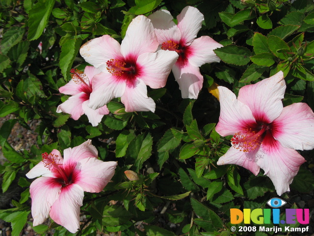 27884 Pink hibiscus flowers